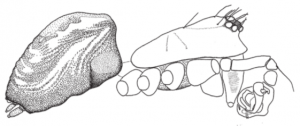 Habitus of the male of Incestophantes shetekaurii Otto & Tanasevitch 2015
